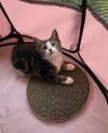 **Cat Cafe** Forrest photo 2
