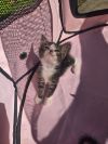 **Cat Cafe** Forrest photo 3