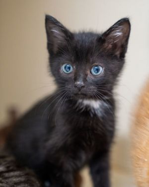 Calamari, Baby Male Domestic Short Hair