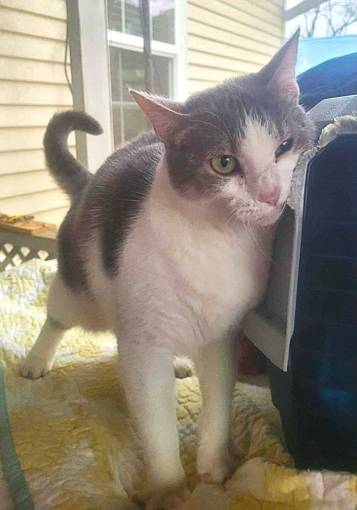 Miss Grey C Kirkland 2