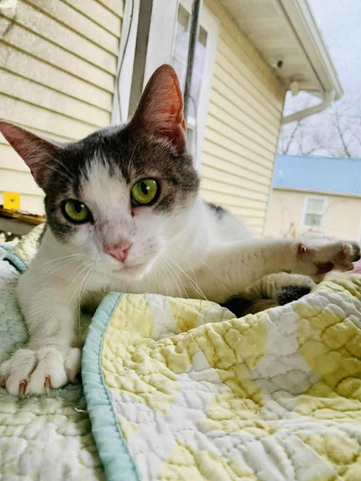 Miss Grey C Kirkland 3