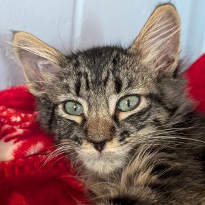 Dr. Pepper, Baby Male Domestic Medium Hair