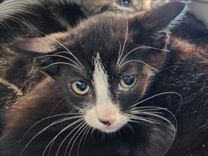 PORTLAND, Baby Female Domestic Short Hair