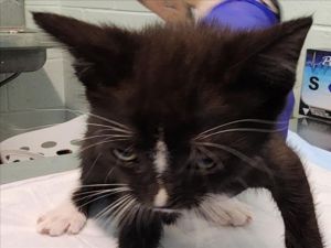 AUSTIN, Baby Male Domestic Short Hair
