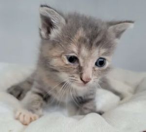 Mitosis, Baby Female Domestic Short Hair