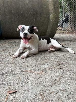 HANK, Adult Male unknown