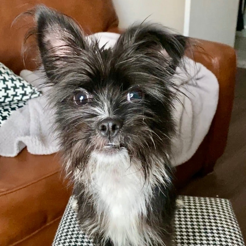 Barnaby, an adoptable Affenpinscher in Houston, TX, 77008 | Photo Image 1