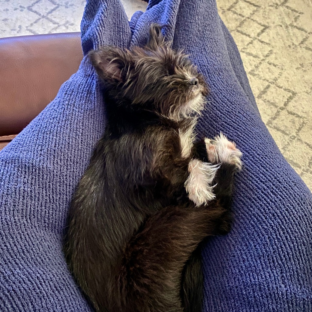 Barnaby, an adoptable Affenpinscher in Houston, TX, 77008 | Photo Image 2