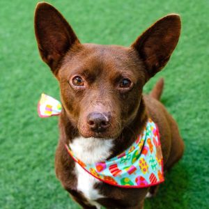 Hello there my name is Brownie Im a neutered 8 year old Chihuahua mix that weighs about 15lbs 