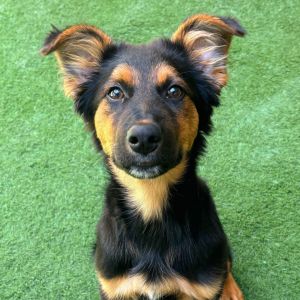 Hey dudes its me Gunner Im one cool pup that is ready to hit the road and make some friends