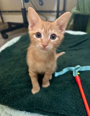 Tangerine Citrus, Baby Male Domestic Short Hair