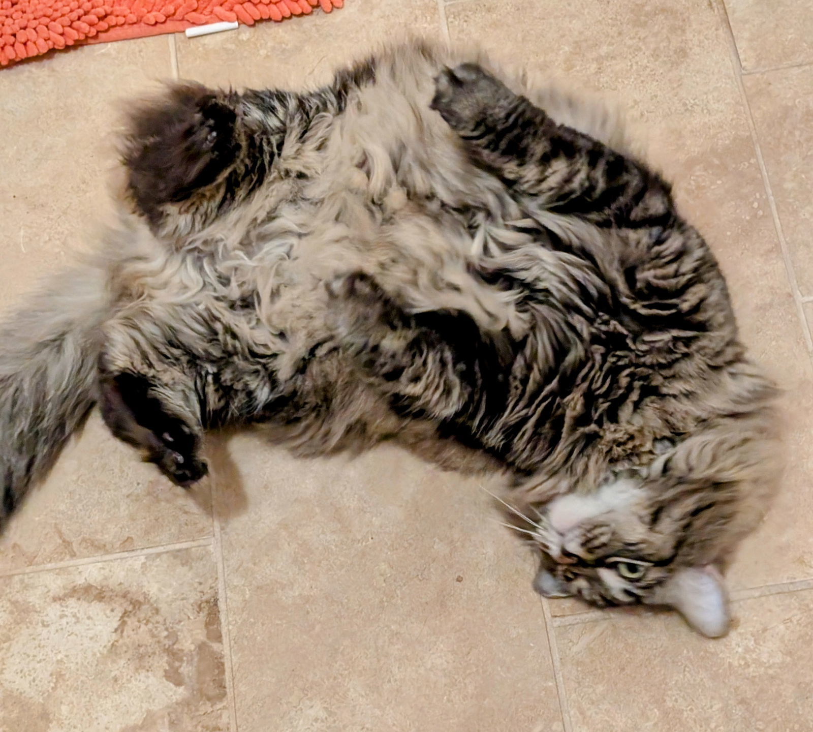 Simba