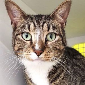 Guapo, Young Male Domestic Short Hair