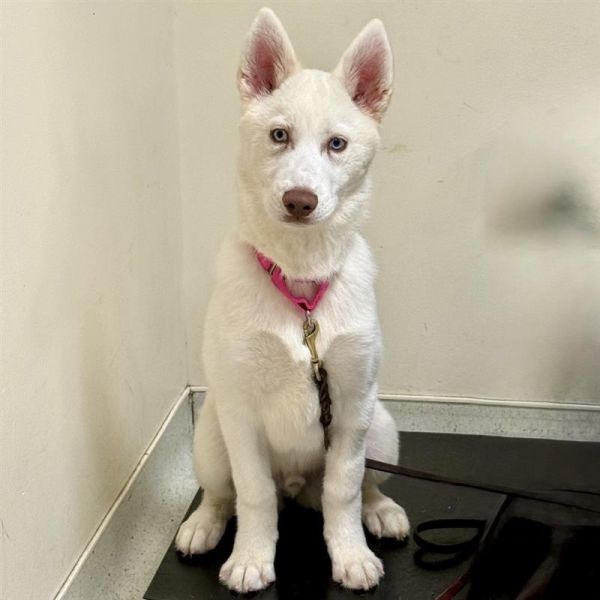 Pet Image
