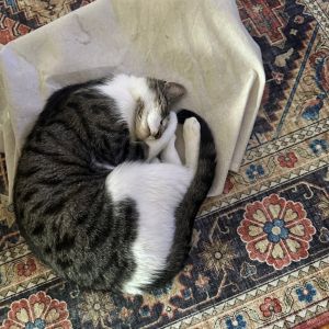 Dr. Phil, Adult Male Domestic Short Hair