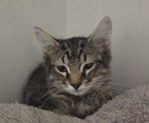 Virgo, Baby Male Domestic Short Hair