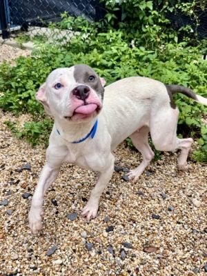 Diamond Pit Bull Terrier Dog