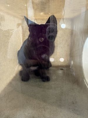 Midnight Domestic Short Hair Cat