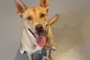 Hello Im Blanche Im sweet as honey friendly as a sunny day and smart as a whip I love to