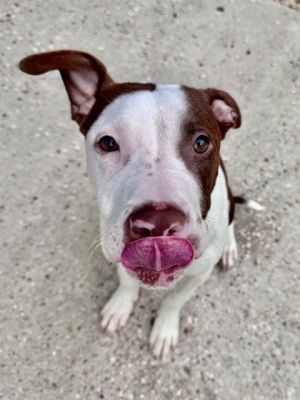Bean Pit Bull Terrier Dog