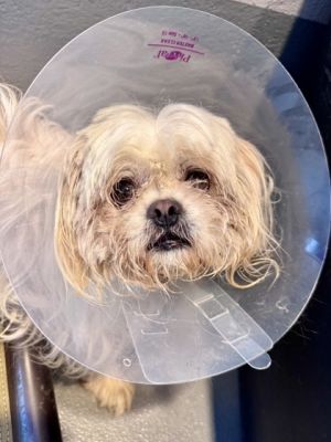 Hello Im Juno Im as sweet as a bowl of sugar and friendly as can be I love meeting new