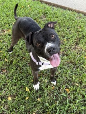 Black (in Foster) Pit Bull Terrier Dog