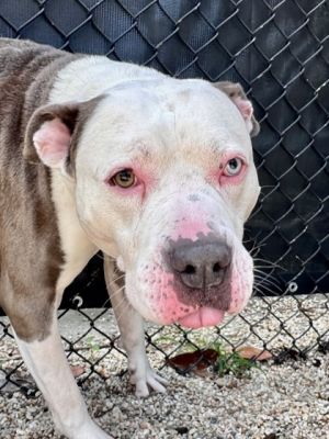 Nino Pit Bull Terrier Dog