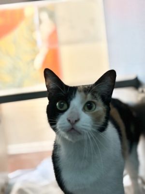 May Domestic Short Hair Cat