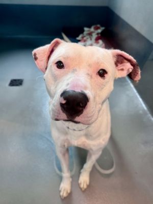 Fandango Pit Bull Terrier Dog