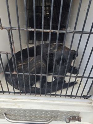 Bear Pit Bull Terrier Dog