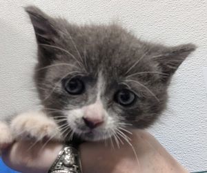 25-07-1921b Donnie, Adult Male Domestic Short Hair