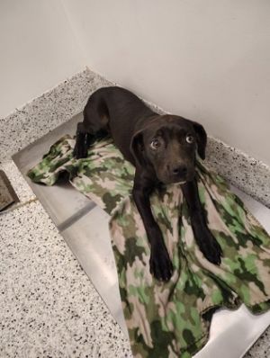 Raven Pit Bull Terrier Dog