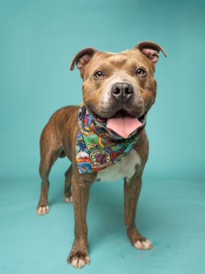 Crow Pit Bull Terrier Dog