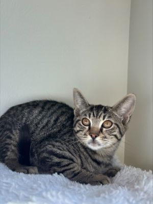 Quincy 944-25 Domestic Short Hair Cat