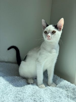 Redwood 943-25 Domestic Short Hair Cat