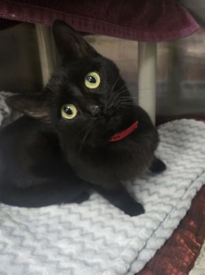 Jessica Shrimpson, Young Female Domestic Short Hair