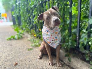 Kiara Mixed Breed Dog