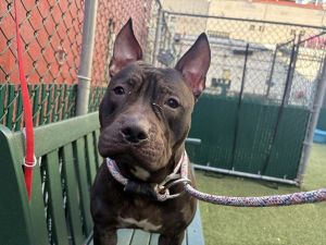 Missy Mixed Breed Dog