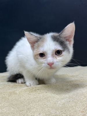 Flounder, Baby Female Domestic Short Hair