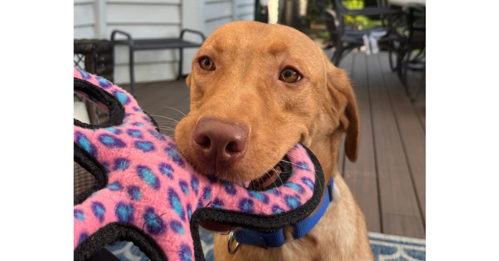 Gus Gus