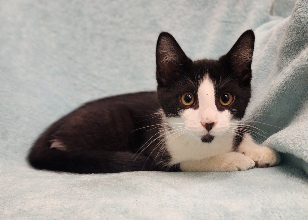 Caleb, an adoptable Domestic Short Hair in Superior, WI, 54880 | Photo Image 1