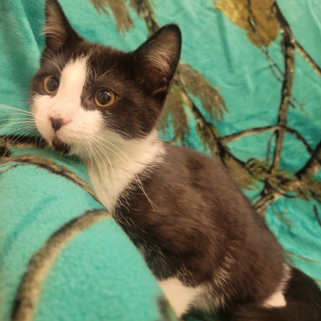 Caleb, an adoptable Domestic Short Hair in Superior, WI, 54880 | Photo Image 2