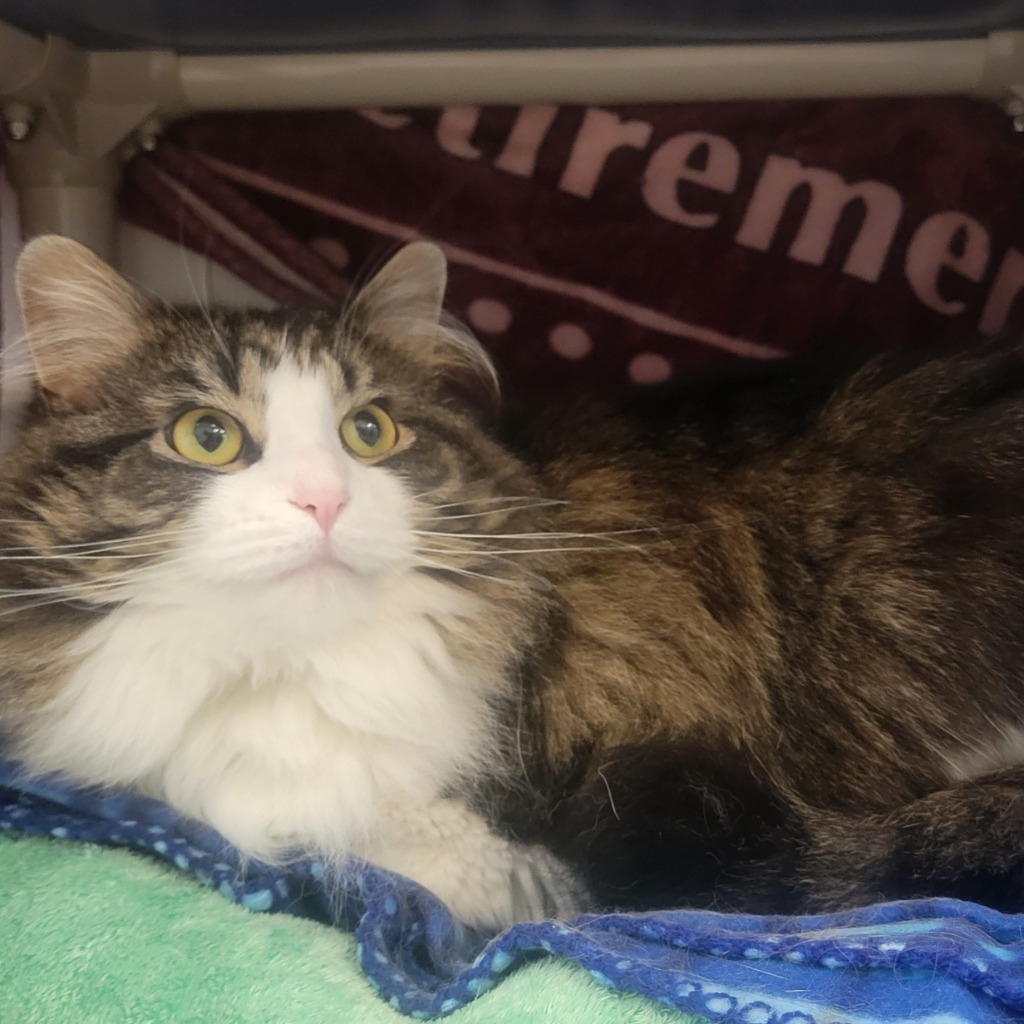 Jinx, an adoptable Domestic Long Hair in Superior, WI, 54880 | Photo Image 1