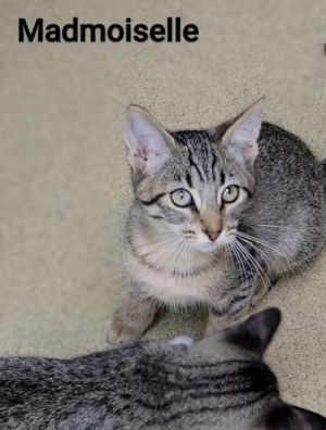 Madmoiselle