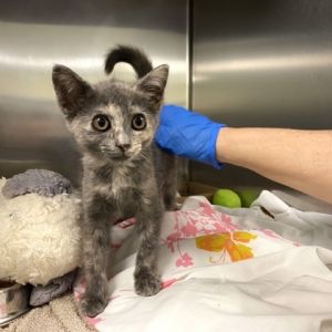 Butternut, Baby Female Domestic Short Hair