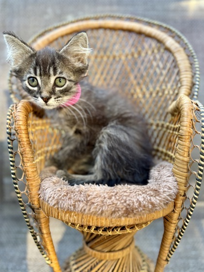 Cassian, an adoptable Cymric, Manx in Picayune, MS, 39466 | Photo Image 1
