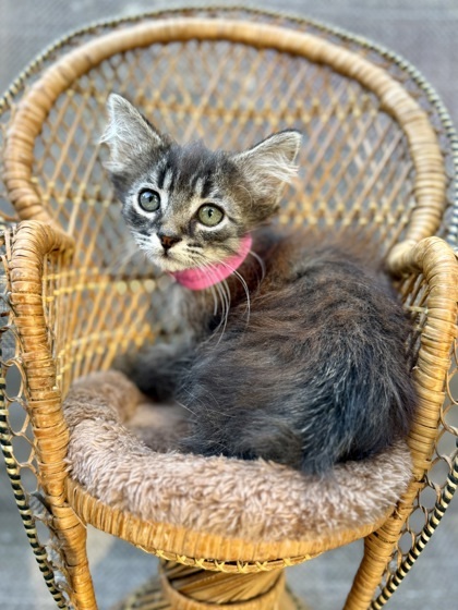 Cassian, an adoptable Cymric, Manx in Picayune, MS, 39466 | Photo Image 2