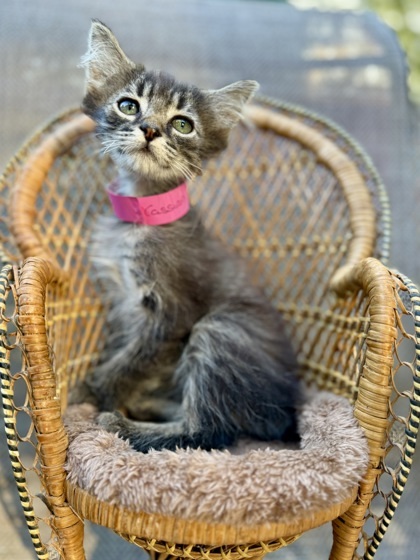 Cassian, an adoptable Cymric, Manx in Picayune, MS, 39466 | Photo Image 3