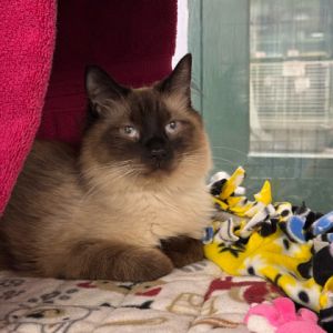 Tony, Adult Male Domestic Medium Hair