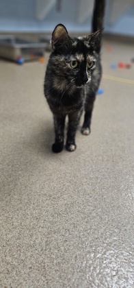 Brooklyn, Young Female Domestic Medium Hair